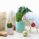 buy ZZ Plant live houseplant 8" pot online, magnificent full specimen with deep emerald glossy pinnate leaves in white cylinder pot, slow growing nearly indestructible perennial, air purifying with toxin filtering benefits, grand floor display plant for modern and contemporary interiors, stunning premium gift