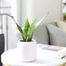 buy snake plant sansevieria zeylanica live houseplant nursery pot online, full plant view showing dense upright rosette of sword-like dark green leaves with creamy horizontal stripes, compact narrow footprint, thrives in low to bright indirect light, low-water evergreen air purifier, versatile architectural decor for any interior style, a perfect gift that grows for decades