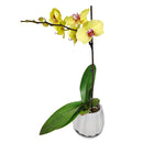 orchid plants, orchid pot, orchid, orchid flowers, orchid pots with holes, live orchid plants, phalaenopsis orchid, yellow orchid flowers, orchid flowers, Moth Orchid Plants