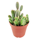 Cactus Garden Arrangement, Cacti, Random Cactus in Pot, Unique Cactus Arrangment, 3 kinds of cactus in pot for sale, cactus for sale