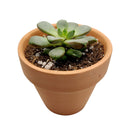 buy graptoveria amethorum live succulent 2 inch online, rare charles uhl hybrid succulent with bold plum-edged rosette leaves, color-intensifying margins from gray-green to vivid pink under sun, well-suited for bright indoor spots and sunny patios, a low-maintenance architectural beauty for contemporary home decor, makes an unforgettable rare plant gift, potted in a plastic pot