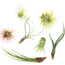 Unique 7-pack indoor plants no soil, Air plant variety pack for wedding favors, Buy Assorted air plant collection for beginners, 7 piece Tillandsia variety pack for sale online