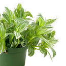 6 inch tradescantia albiflora 'variegata' live houseplant for sale, vibrant light green and cream variegated foliage, fleshy soft stems with trailing cascading form, bright easy-care grower perfect near east or west windows, distinctive luminous leaf striping with subtle sheen, elegant bohemian decor accent for kitchens and bathrooms, a wonderful living gift for any plant enthusiast