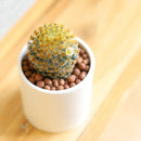 An assortment of 6 diverse cacti in individual square nursery pots is clustered on a light wooden table. The collection showcases a variety of textures, shapes, and spine patterns typical of desert plants