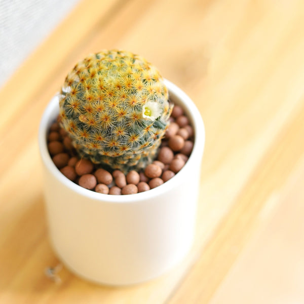 mini asst cactus and succulent Cutest Little Mini Cactus Pack | Live Cactus Assorted Pack for Sale Online