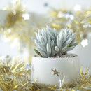 Senecio Cocoon Plant - Woolly Senecio