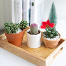 Rainbow Hedgehog Cactus - Echinocereus rigidissimus ssp. rubispinus