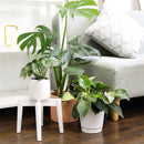 Monstera deliciosa, Swiss cheese plant, huge foliage houseplant, plant with leaf holes, split leaf plant, indoor houseplant for sale