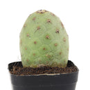 Tephrocactus alexanderi - Indian Ball Cactus