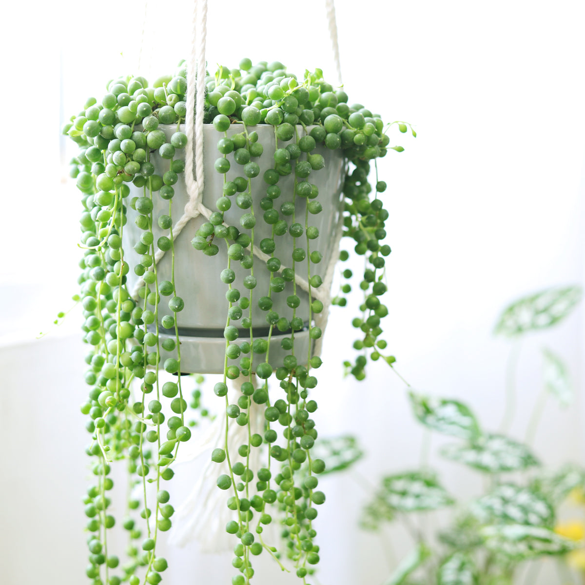 6 inch string of pearls in gray minimalist ceramic pot for sale, buy string of pearls hanging succulent online, succulent decor ideas, live succulent as gift