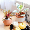 buy neoregelia fireball live houseplant 4 inch grower pot online, glossy deep red tropical bromeliad leaves, compact clumping rosette with central water reservoir, color-intensifying in bright indirect light, air-purifying and non-toxic to pets, lush tropical showpiece perfect for terrariums or grouped indoor displays, a wonderful gift for anyone who loves exotic colorful plants