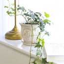3" pot green ivy plant live air plant for sale, delicate small-leafed trailing vine with waxy green lobed foliage, fast growing starter plant in black cylinder pot, humidity loving bathroom or kitchen plant, evergreen year-round interest, charming boho shelf or basket display, ideal gift for beginner plant parents