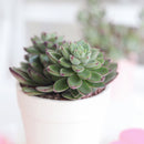 4 inch echeveria ciliata x nodulosa live succulent for sale, rich green foliage with vivid burgundy margins and backs, glaucous textured velvety leaves in a symmetrical rosette, compact yet sprawling growth style perfect for container planting, easy care sun-loving hybrid succulent, striking bohemian or architectural indoor decor accent, a rare and memorable succulent gift for any plant enthusiast