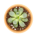 buy graptoveria amethorum live succulent 2 inch online, rare charles uhl hybrid succulent with bold plum-edged rosette leaves, color-intensifying margins from gray-green to vivid pink under sun, well-suited for bright indoor spots and sunny patios, a low-maintenance architectural beauty for contemporary home decor, makes an unforgettable rare plant gift, potted in a plastic pot