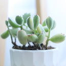 Variegated Bear Paw - Cotyledon tomentosa