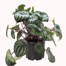4" peperomia watermelon live houseplant for sale in nursery pot, classic grower presentation of compact bushy watermelon-striped rosette, glossy fleshy leaves in green and silver, upright non-trailing form on reddish stems, easy care low-maintenance tropical foliage, a cheerful and versatile decor plant for any bright indoor spot, a perfect starter gift for new plant parents
