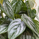 8" pot philodendron 'brandi' live houseplant for sale, large established silver leaf philodendron with cascading vines and pronounced variegation, glossy leathery leaf texture, fast-growing climbing form suited to moss pole or trellis, air-purifying indoor tropical showpiece, luxurious collector plant gift for the home or office