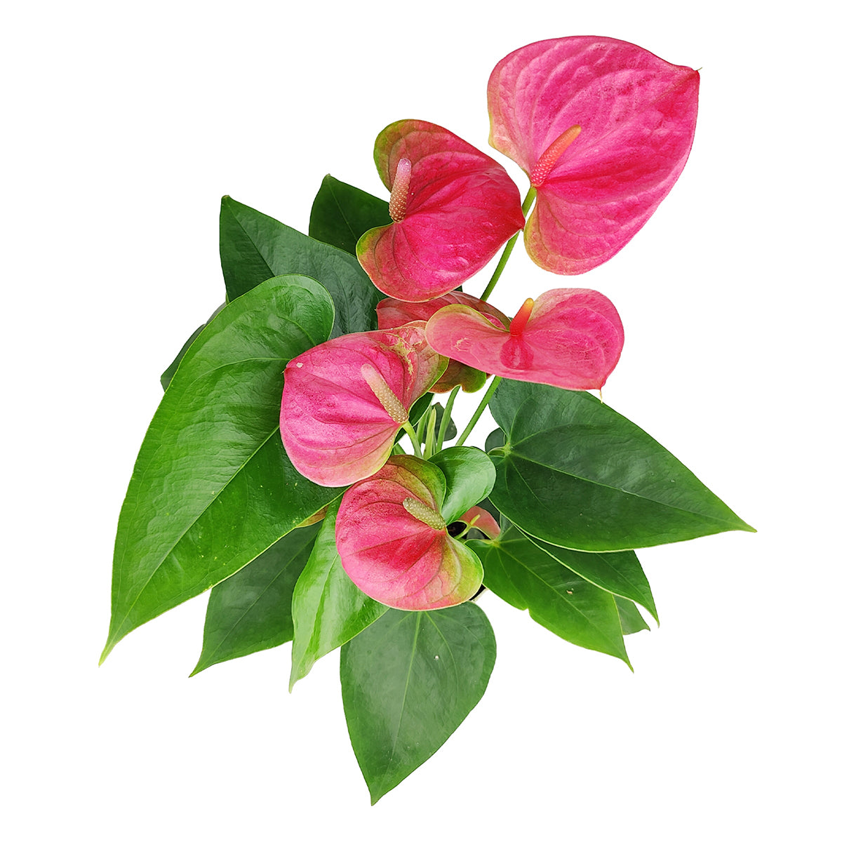 Anthurium Pink, Anthurium Flowers, Flowering Houseplants, Colorful Flowering Houseplants, Indoor Houseplants, Air Purifying Houseplant, Best Plants for Beginners