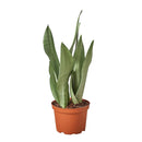 Striking foliage Houseplant for Decor Ideas, Moonshine Snake Plant Easy to Care for, Best Plant for Beginners, Buy 6 inch Silver Snake Plant online