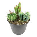 Cactus Garden Arrangement, Cacti, Random Cactus in Pot, Unique Cactus Arrangment, 3 kinds of cactus in pot for sale, cactus for sale