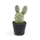 Tephrocactus alexanderi - Indian Ball Cactus