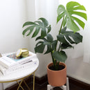 Monstera deliciosa, Swiss cheese plant, huge foliage houseplant, plant with leaf holes, split leaf plant, indoor houseplant for sale