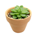 buy echeveria lime and chili live succulent 2 inch online, echeveria lime and chili showing natural stress coloring with deep pink tips, compact frosty lime rosette, slow growing and clustering habit, non-toxic and pet friendly