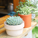Echeveria Setosa var. Deminuta