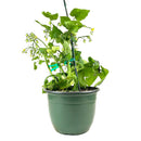 vegetable live plants, 8 inch vegetable live plants, vegetable live plants in ca