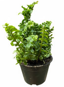 4" pot fern 'emina' live houseplant for sale, striking crinkled curly frond detail, lush light green upright form, air purifying moisture releasing tropical fern, easy care for humidity rich spaces like bathrooms and kitchens, stunning statement piece in hanging baskets or on pedestals, a cherished gift for fern lovers and home decorators