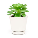 4 inch aeonium dinner plate live succulent for sale, large plate-shaped flat rosette with vivid light green fleshy leaves, ground-level spreading growth with dramatic symmetrical form, rare monocarpic succulent with eventual yellow bloom spike, cool-