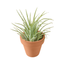 Mini Ionantha Guatemala Air Plant in Terra Cotta Pot, Air plant gift ideas, Office decor plant, Tiny potted air plant for sale