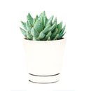 Aloe Brevifolia Short-leaved Aloe