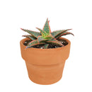 Aloe 'Christmas Sleigh'