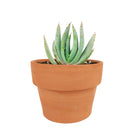 4 inch aloe peglerae live succulent for sale, compact stemless rosette with blue-grey glaucous leaf texture, produces dull red tubular winter flowers on single spike, slow grower with long lifespan and heirloom character, ideal for sunny windowsill or well-lit indoor display, striking and rare botanical gift for plant collectors and succulent enthusiasts