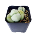 4 inch argyroderma pearsonii cactus live cactus for sale, silvery stone-mimicking leaf pair with central fissure, vibrant daisy-like magenta or white flower detail, slow-growing architectural form, bright indirect light succulent, striking windowsill display piece, memorable rare succulent gift