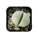 4 inch argyroderma pearsonii cactus live cactus for sale, silvery stone-mimicking leaf pair with central fissure, vibrant daisy-like magenta or white flower detail, slow-growing architectural form, bright indirect light succulent, striking windowsill display piece, memorable rare succulent gift