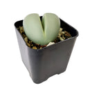 4 inch argyroderma pearsonii cactus live cactus for sale, silvery stone-mimicking leaf pair with central fissure, vibrant daisy-like magenta or white flower detail, slow-growing architectural form, bright indirect light succulent, striking windowsill display piece, memorable rare succulent gift