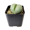 4 inch argyroderma pearsonii cactus live cactus for sale, silvery stone-mimicking leaf pair with central fissure, vibrant daisy-like magenta or white flower detail, slow-growing architectural form, bright indirect light succulent, striking windowsill display piece, memorable rare succulent gift