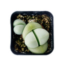 4 inch argyroderma pearsonii cactus live cactus for sale, silvery stone-mimicking leaf pair with central fissure, vibrant daisy-like magenta or white flower detail, slow-growing architectural form, bright indirect light succulent, striking windowsill display piece, memorable rare succulent gift
