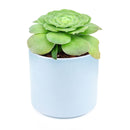 4 inch aeonium dinner plate live succulent for sale, large plate-shaped flat rosette with vivid light green fleshy leaves, ground-level spreading growth with dramatic symmetrical form, rare monocarpic succulent with eventual yellow bloom spike, cool-