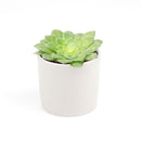 4 inch aeonium dinner plate live succulent for sale, large plate-shaped flat rosette with vivid light green fleshy leaves, ground-level spreading growth with dramatic symmetrical form, rare monocarpic succulent with eventual yellow bloom spike, cool-