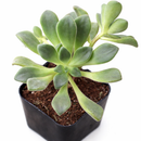 Aeonium lindleyi