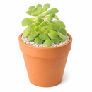 Aeonium lindleyi var. viscatum 'Irish Bouquet'