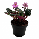 Buy 4 inch Pink African Violet plant online, Saintpaulia ionantha, Pet-friendly houseplants for your home, Best office desk plants, Year-round blooming houseplant