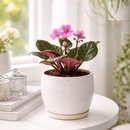 Buy 4 inch Pink African Violet plant online, Saintpaulia ionantha, Pet-friendly houseplants for your home, Best office desk plants, Year-round blooming houseplant