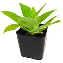 Agave attenuata - Foxtail Agave