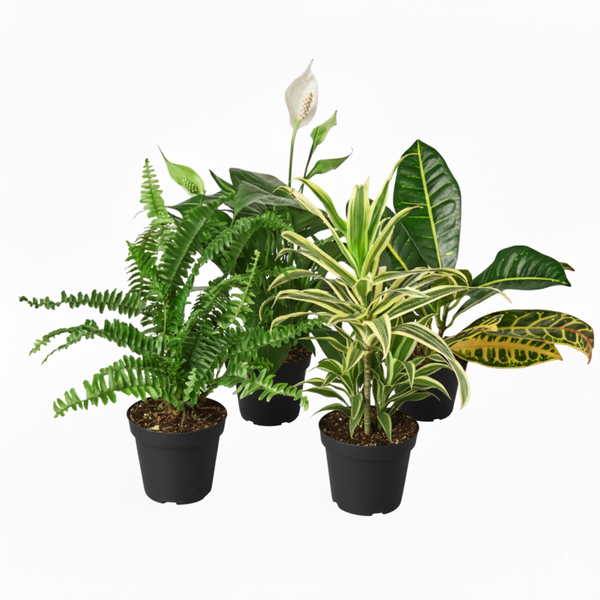 do all succulents purify air Air Purifying Variety Bundle