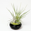 Pre-Assembled Air Plant Dish Garden