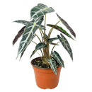 buy alocasia amazonica bambino live plant 4" pot online, petite jewel alocasia with vivid dark green arrow leaves and creamy white venation, purple underside detail, narrow upright grower under 18 inches, high humidity loving tropical aroid, a bold and exotic focal point for any indoor plant collection, the perfect gift for a dedicated plant parent